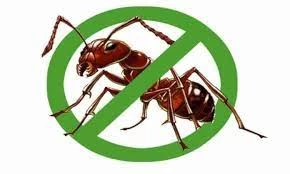 8 cách diệt kiến vĩnh viễn, an toàn và hiệu quả nhất